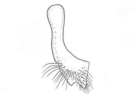   Anthidium schwarzi  male, diagram showing ventral view of seventh sternum (S7), diagram from Gonzalez and Griswold 2013 

